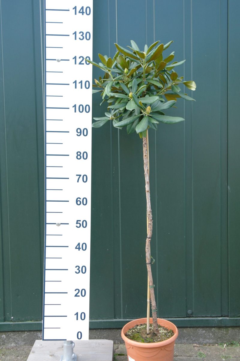 Rhododendron 'Tina Heinje' op stam - rozerood