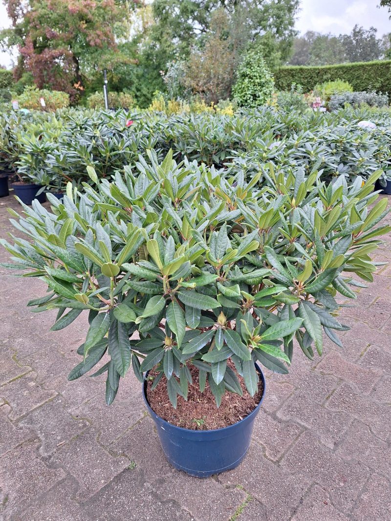 Rhododendron 'Karl Naue' rood