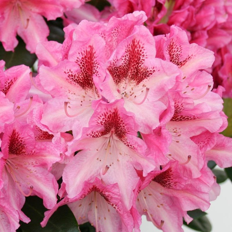 Rhododendron 'Cosmopolitan' roze