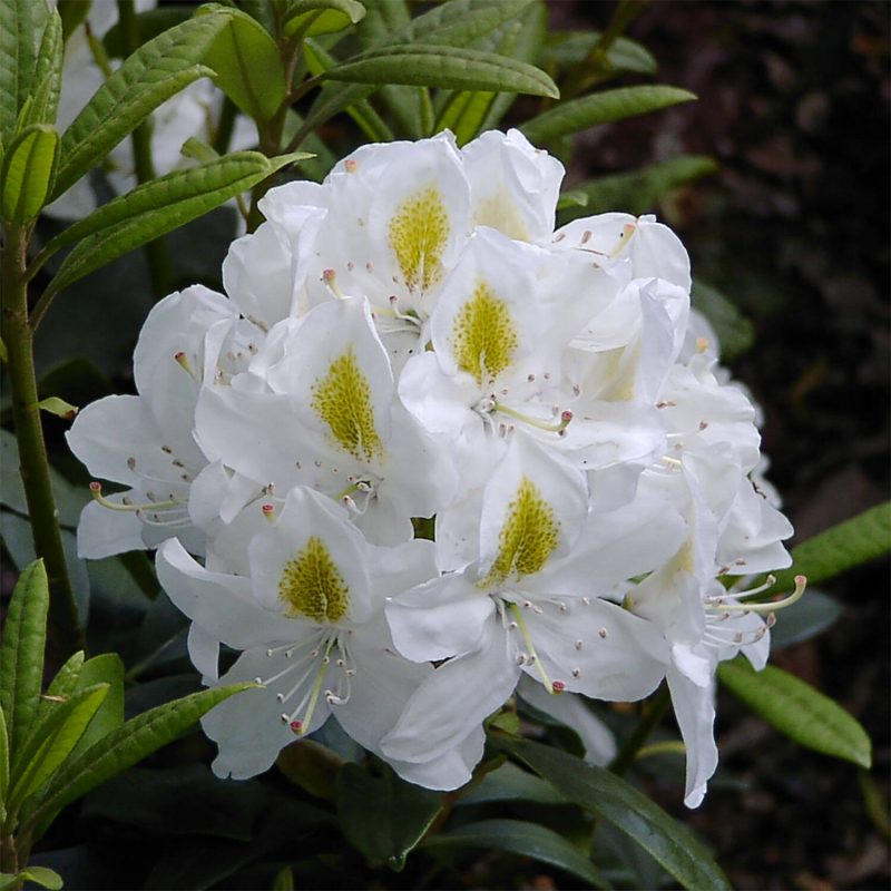 Rhododendron 'Madame Masson' wit