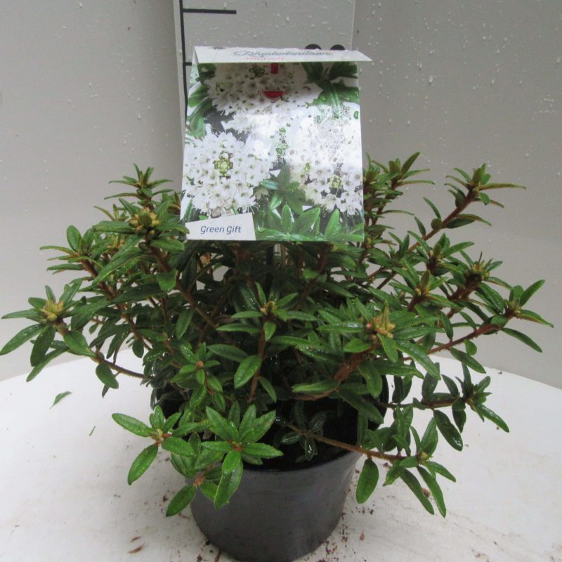 Rhododendron 'Milky Way' wit