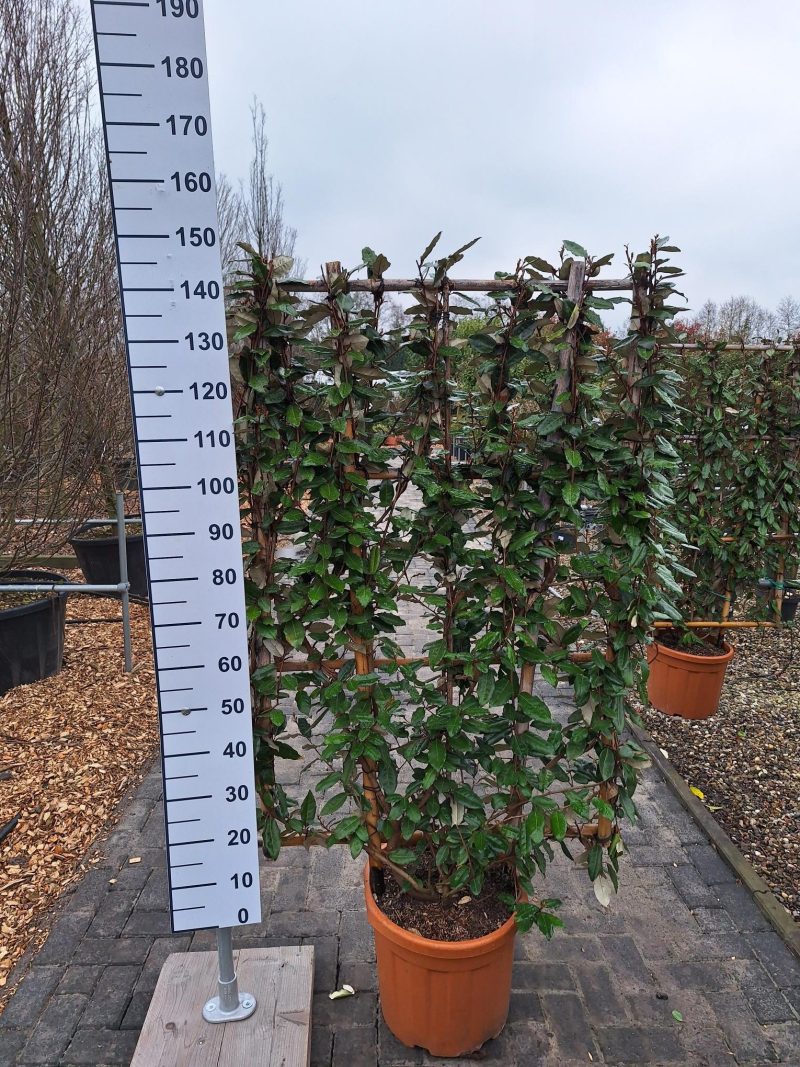 Elaeagnus Ebbingei compacta rek