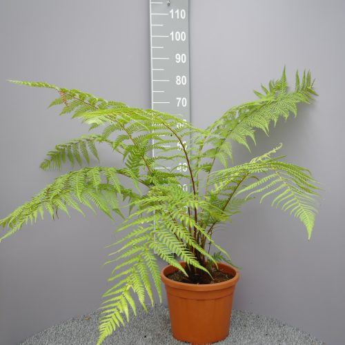 Dicksonia Antarctica