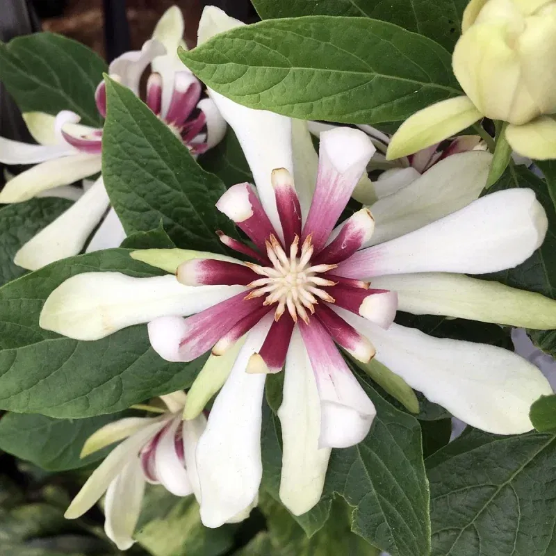 Calycanthus 'Venus'
