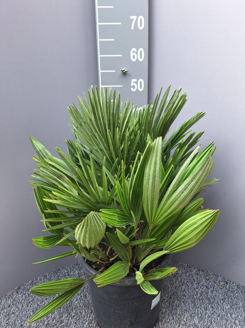 Palmboom Chamaerops Humilis compacta