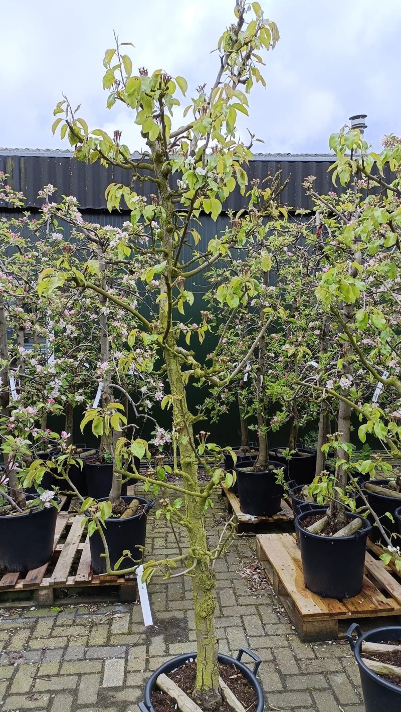 Pyrus communis 'Conference' perenboom