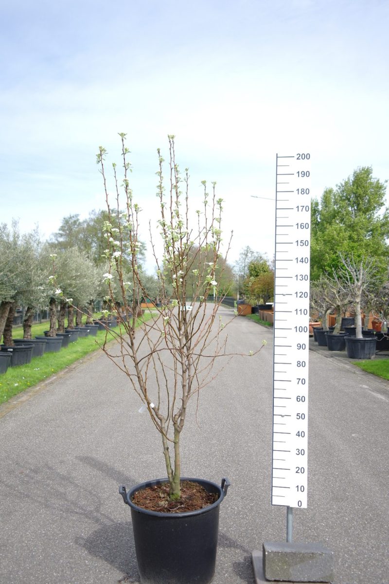 Pyrus communis 'Conference' perenboom