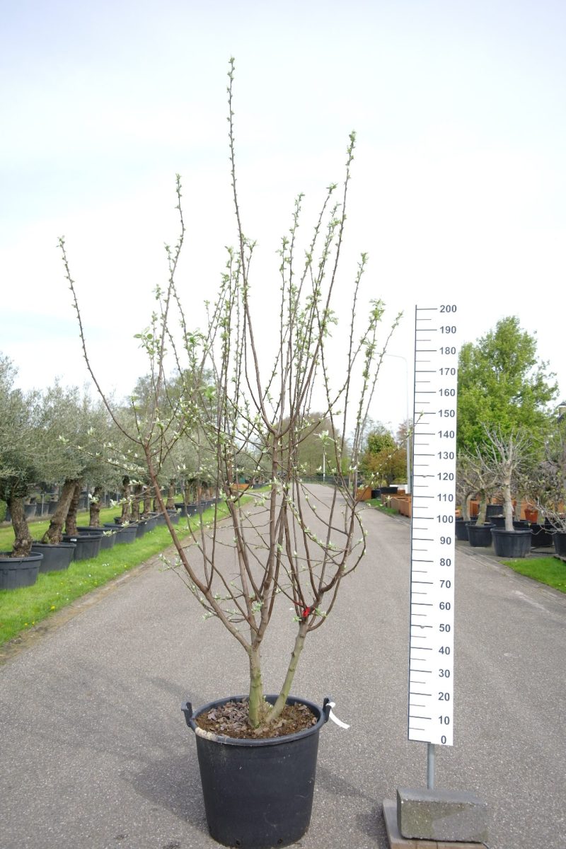 Cydonia Oblonga 'Champion' Kweepeer
