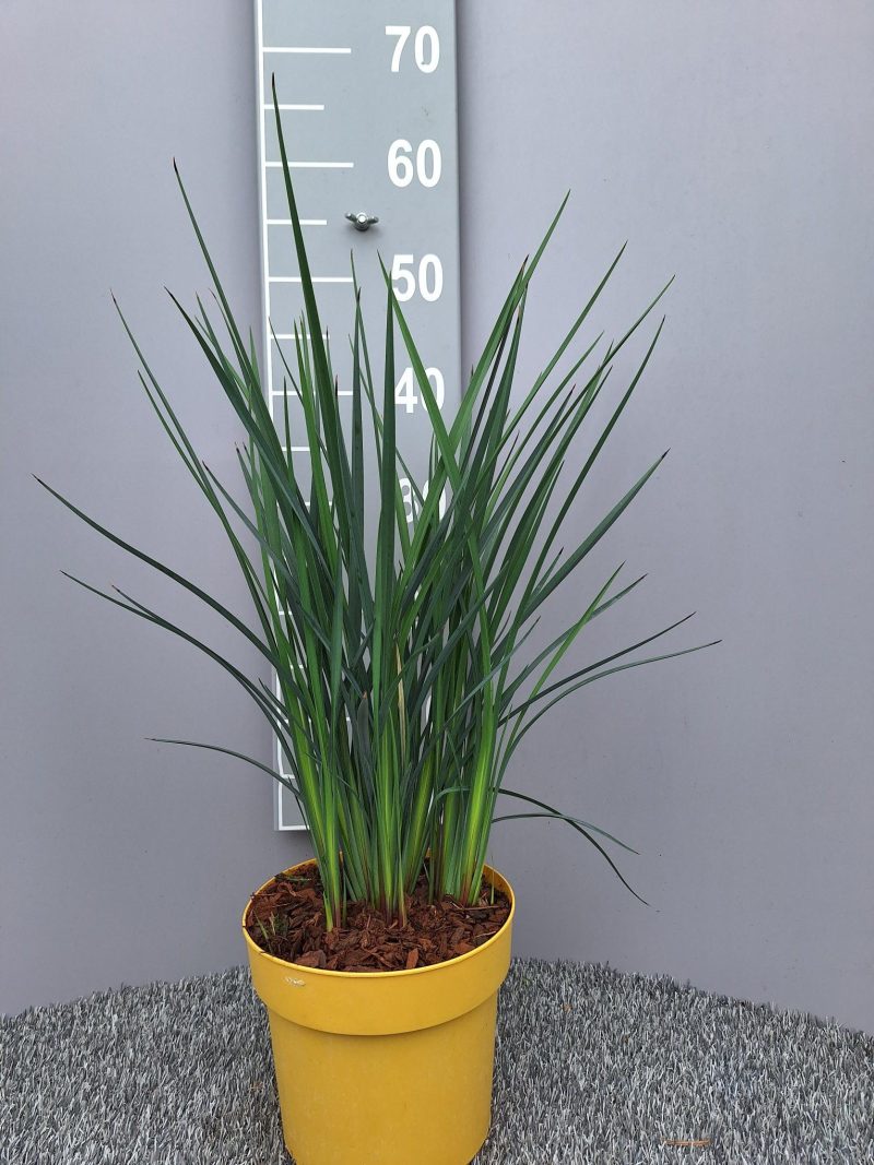 Dianella 'Coolvista'