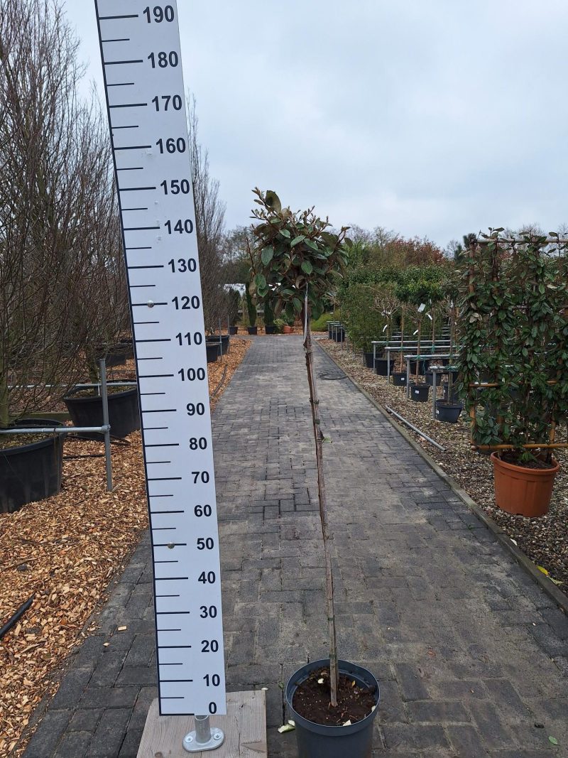 Elaeagnus Ebbingei op stam