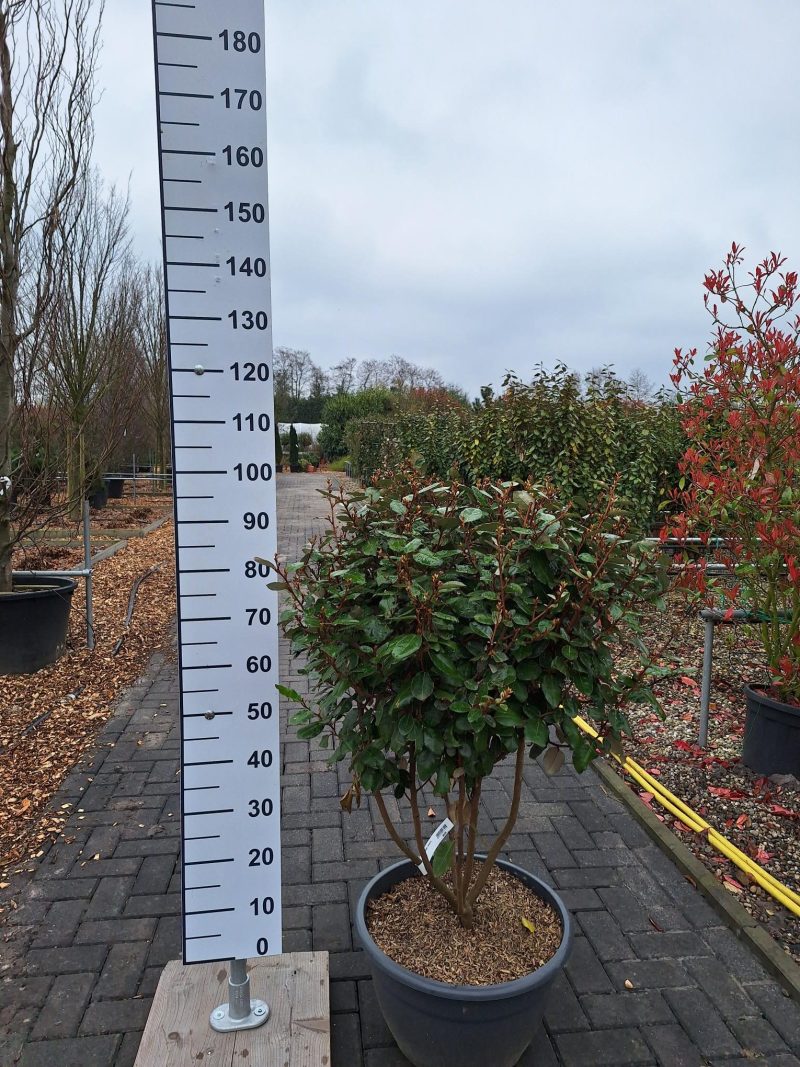Elaeagnus Ebbingei compacta multistam