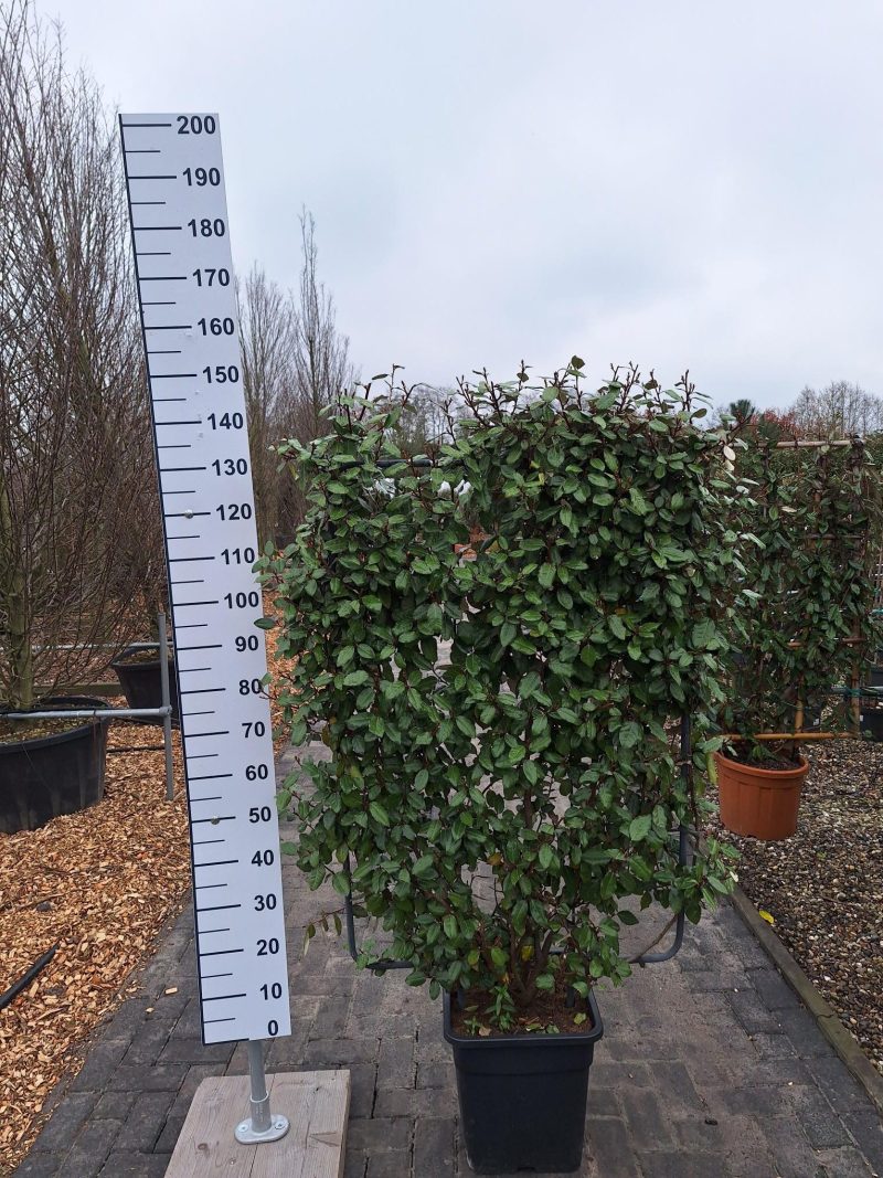 Elaeagnus Ebbingei compacta metalen rek
