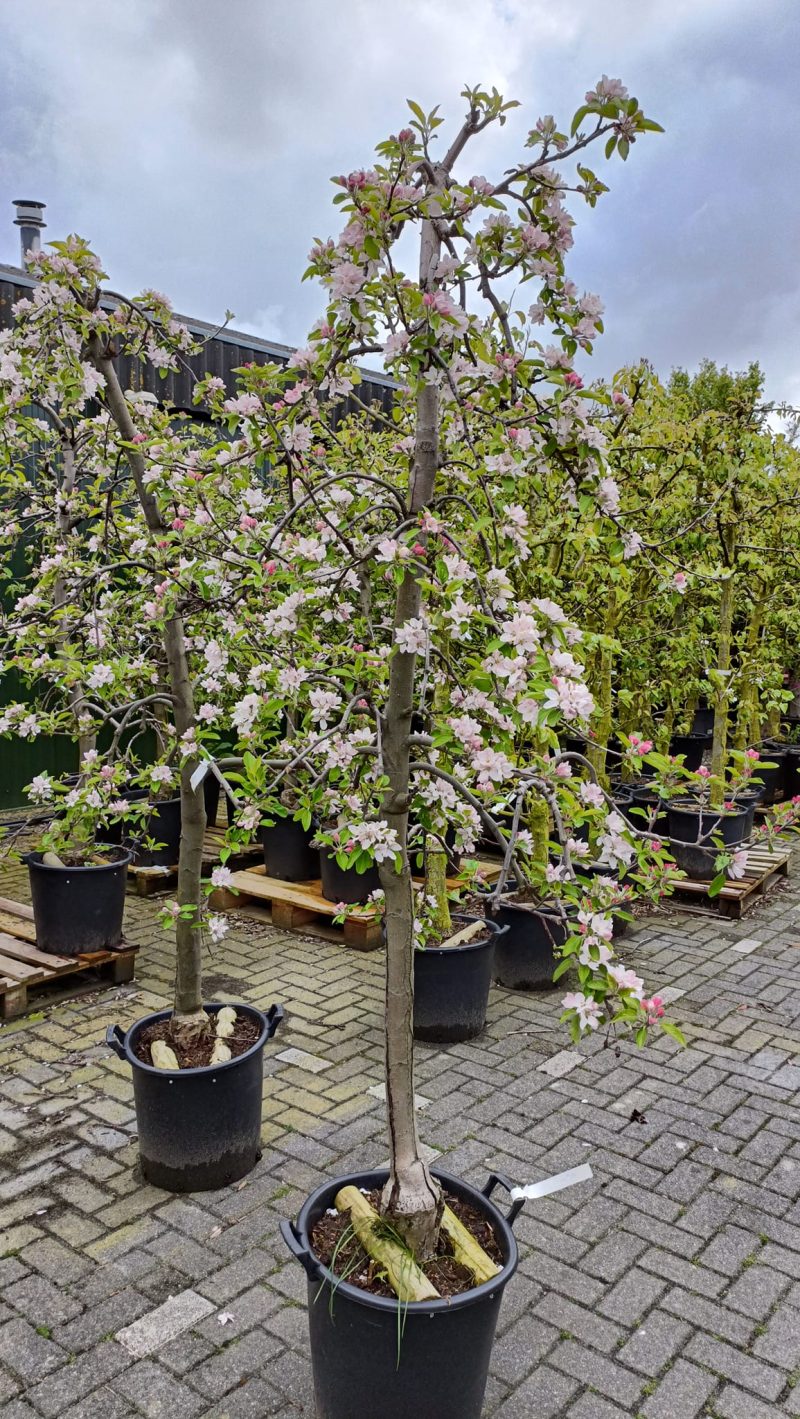 Malus domestica 'Elstar' appelboom