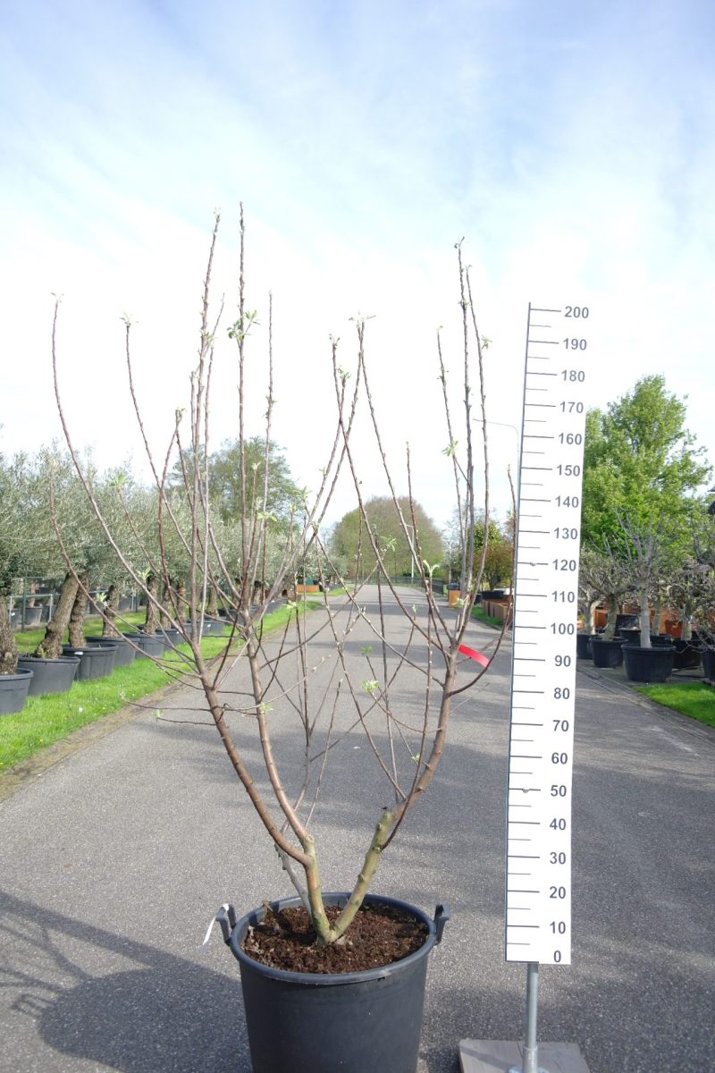 Malus domestica Elstar multistam appelboom