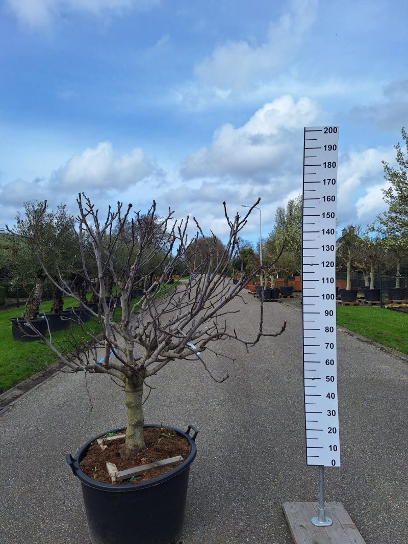 Ficus Carica 'Brogiotto Nero'