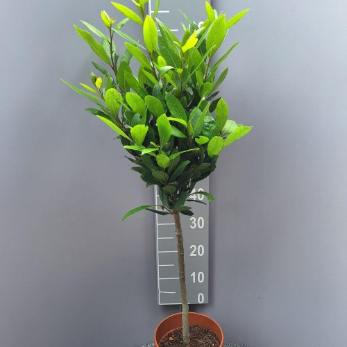 Laurus Nobilis op stam - Keukenlaurier