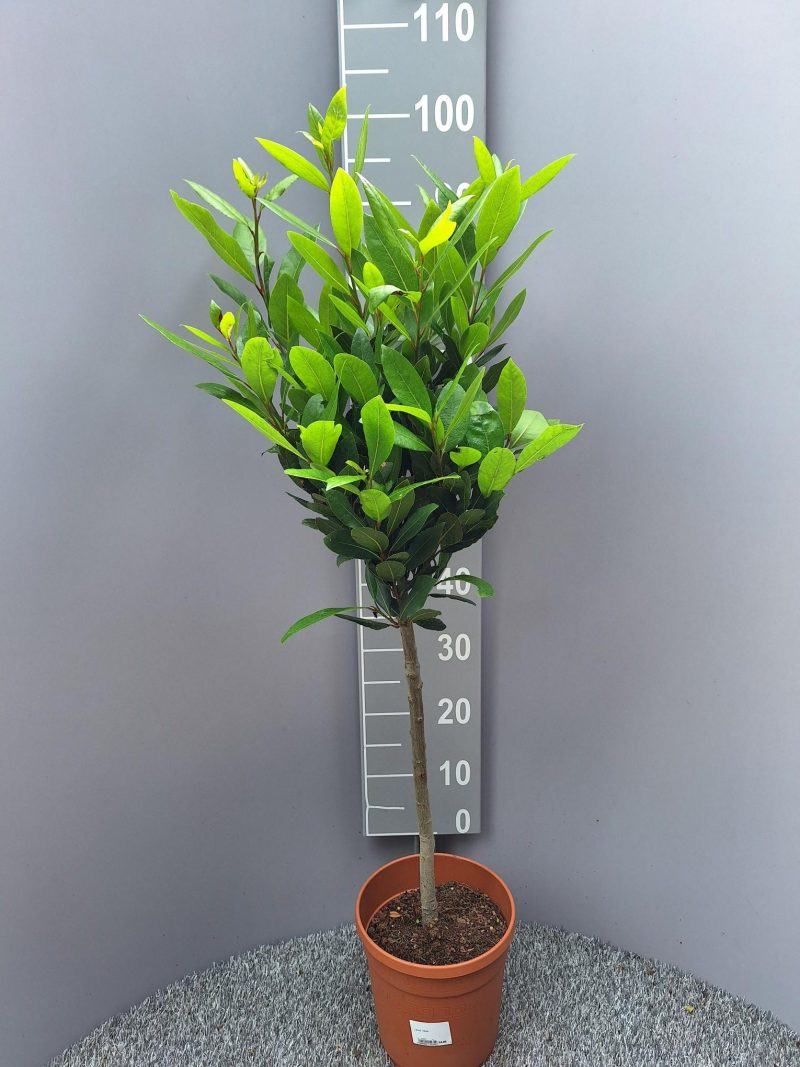 Laurus Nobilis op stam - Keukenlaurier