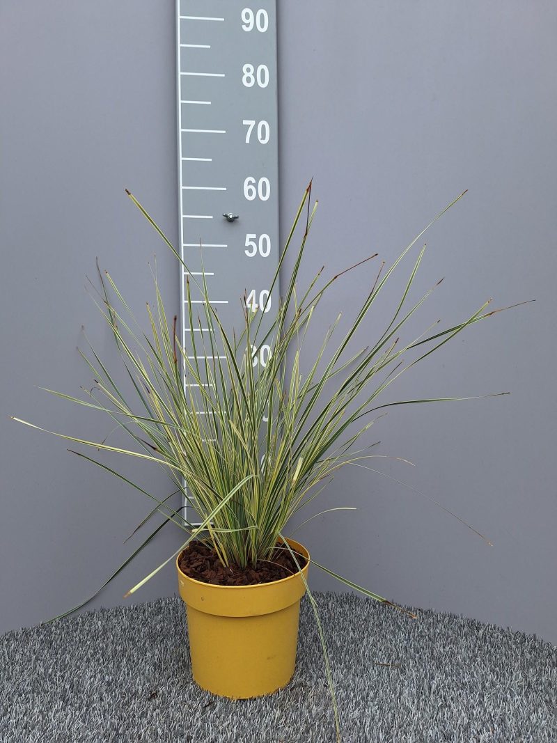 Lomandra Longifolia 'White Sands'