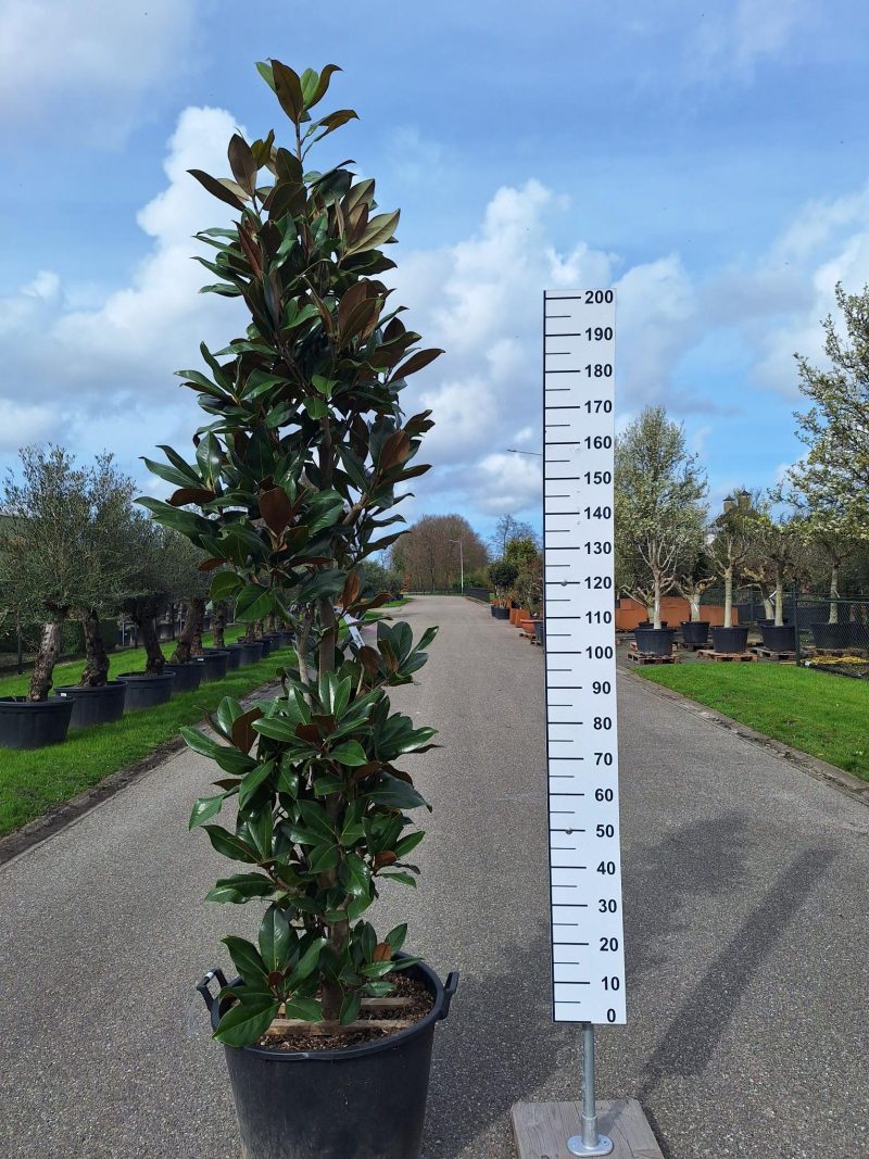 Magnolia Grandiflora