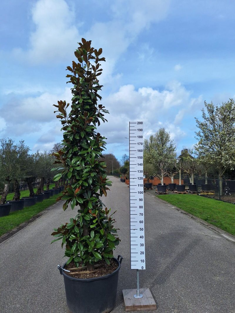Magnolia Grandiflora