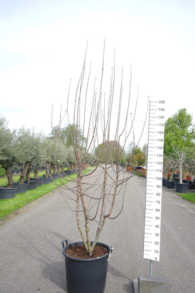 Malus domestica 'Fuji' meerstammige appelboom