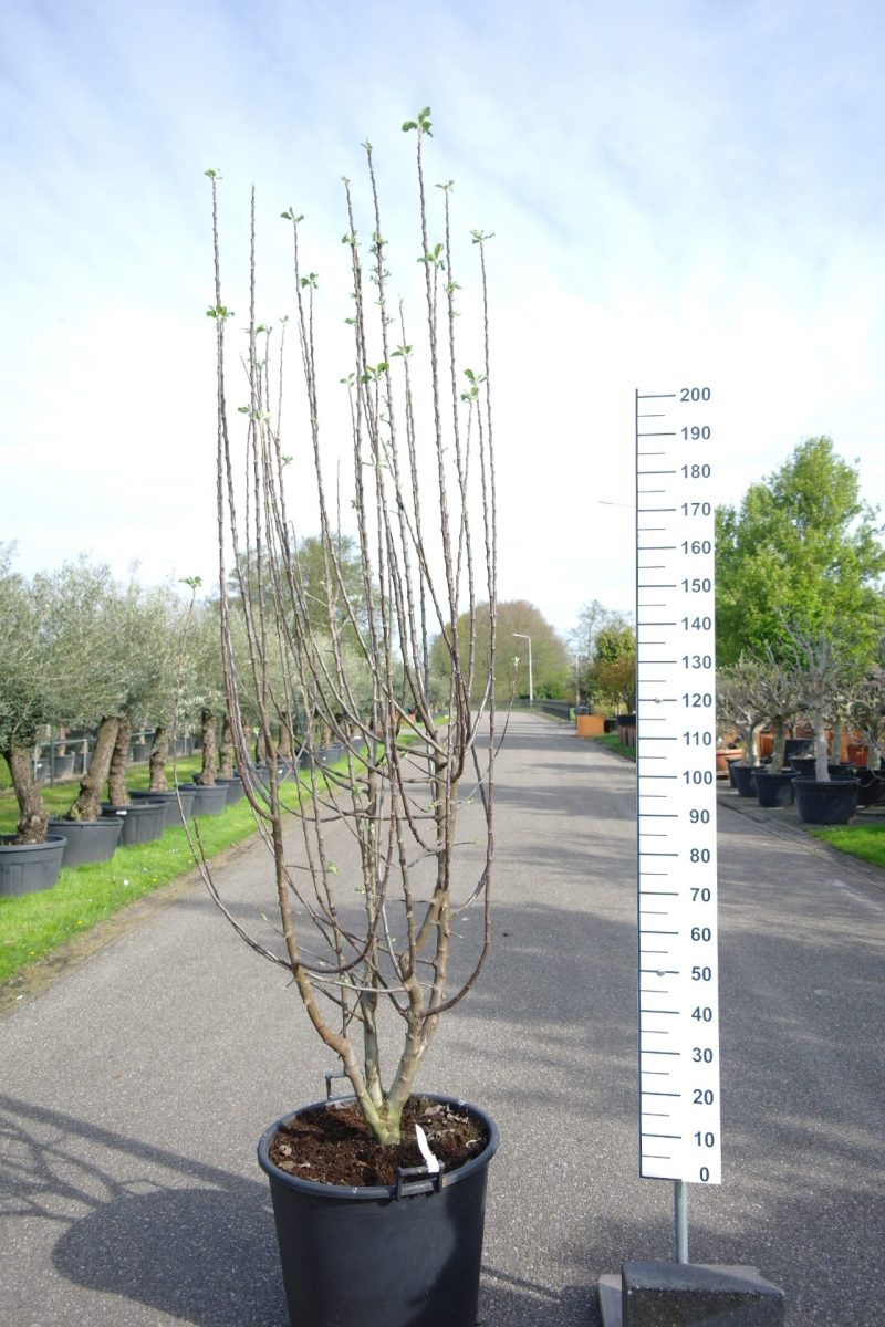 Malus domestica 'Reine des Reinettes' appelboom multistam