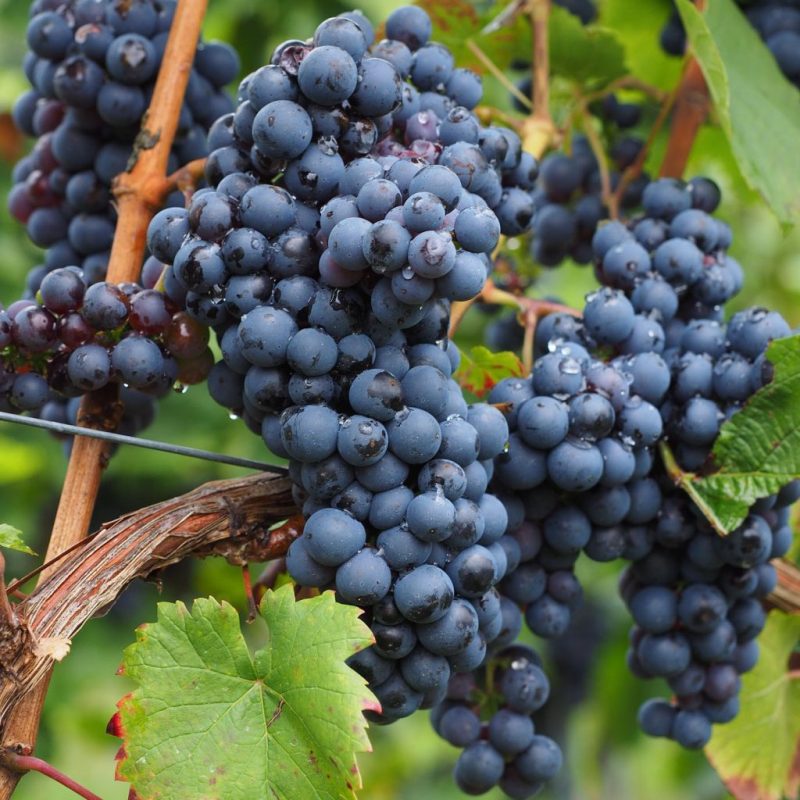 Vitis Vinifera Americana Nero op rek