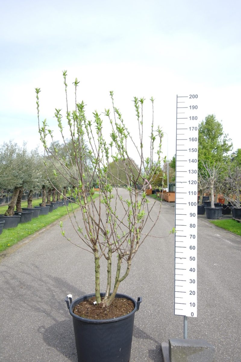 Mespilus Germanica - Mispel