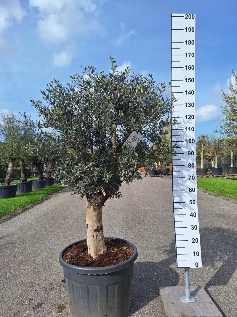 Olijfboom Olea Europea