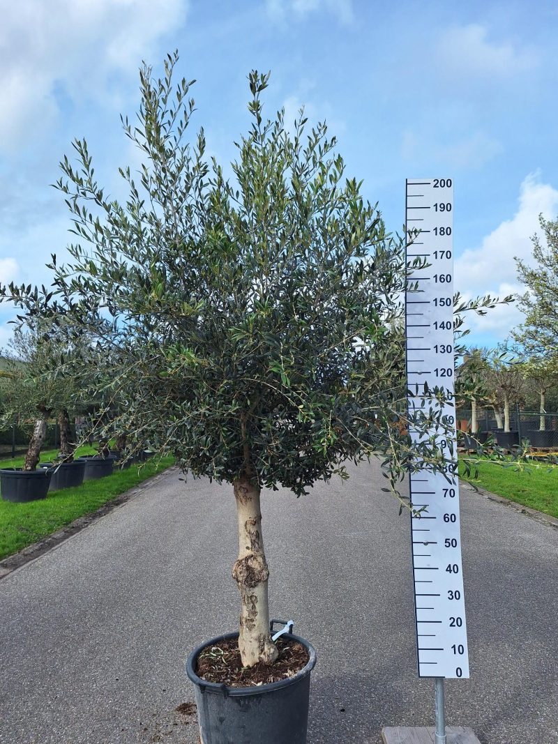 Olijfboom Olea Europea wild