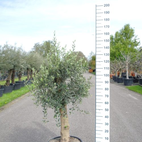 Olijfboom Olea Europea