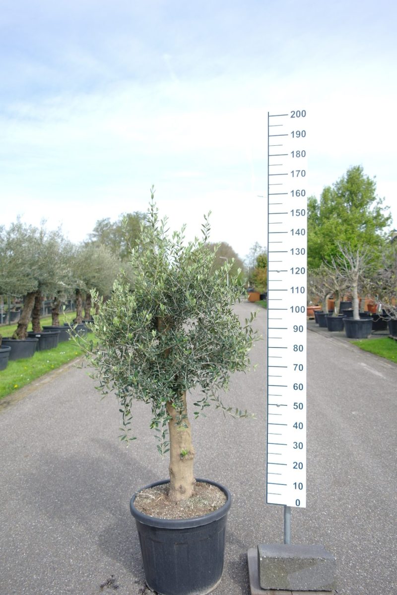 Olijfboom Olea Europea