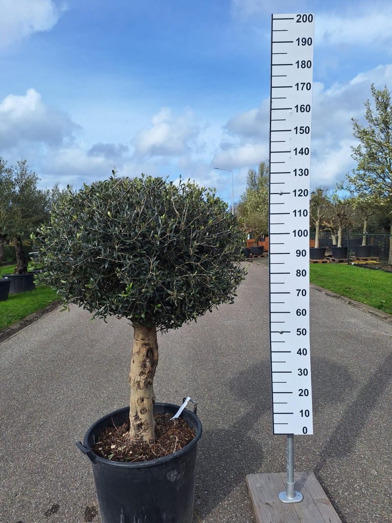 Olijfboom Olea Europea bol geknipt