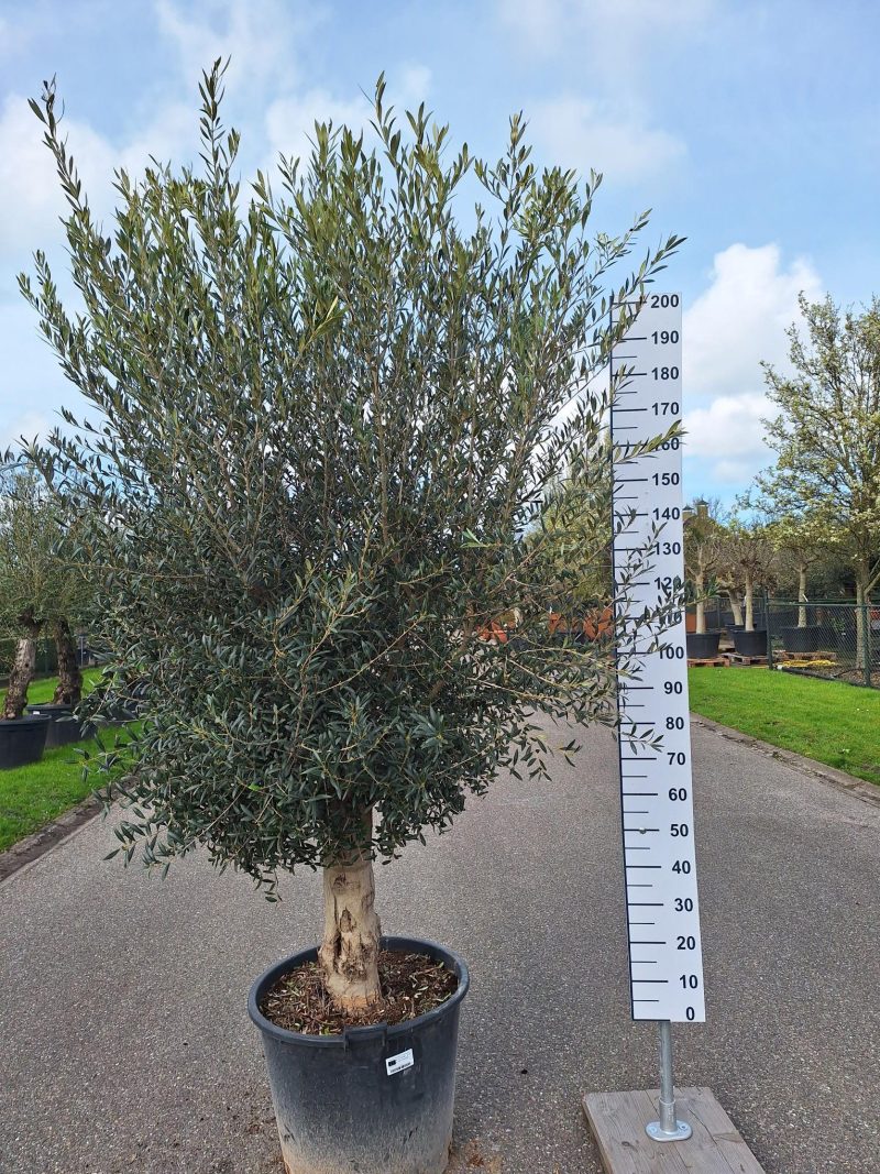 Olijfboom Olea Europea
