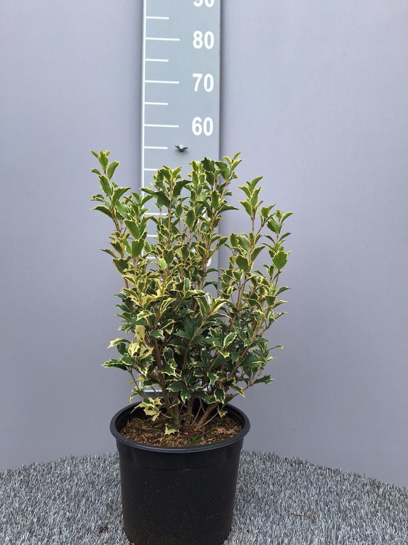 Osmanthus heterophyllus Variegatus