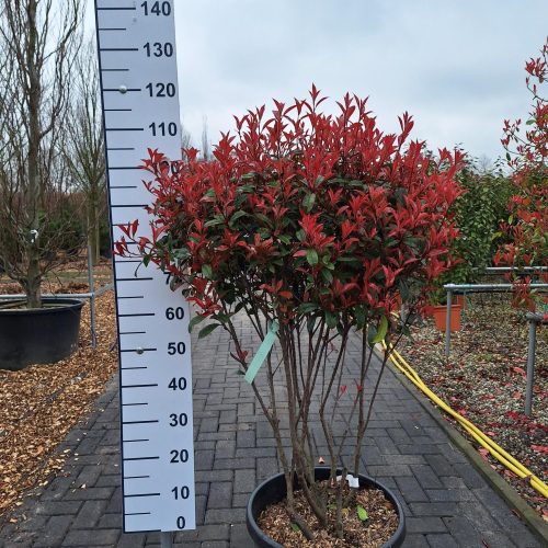 Photinia Carre Rouge multistam