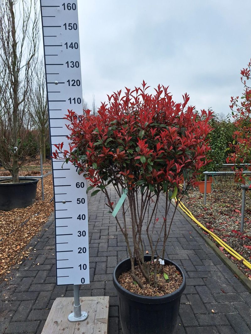 Photinia Carre Rouge multistam