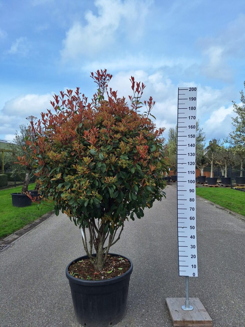 Photinia Red Robin multistam