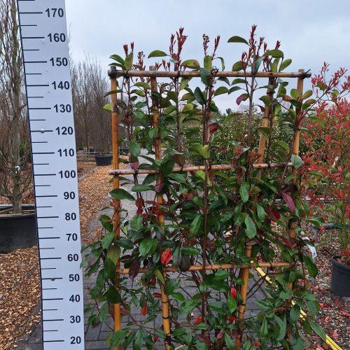 Photinia red Robin Leirek