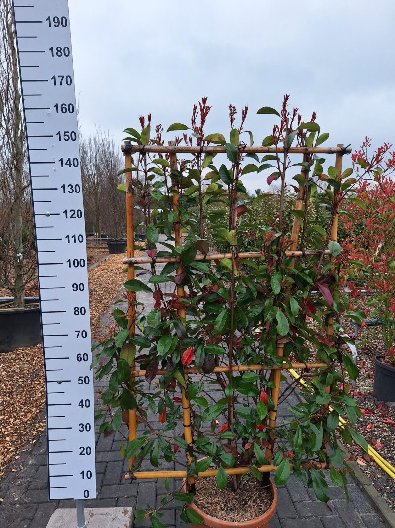 Photinia red Robin Leirek