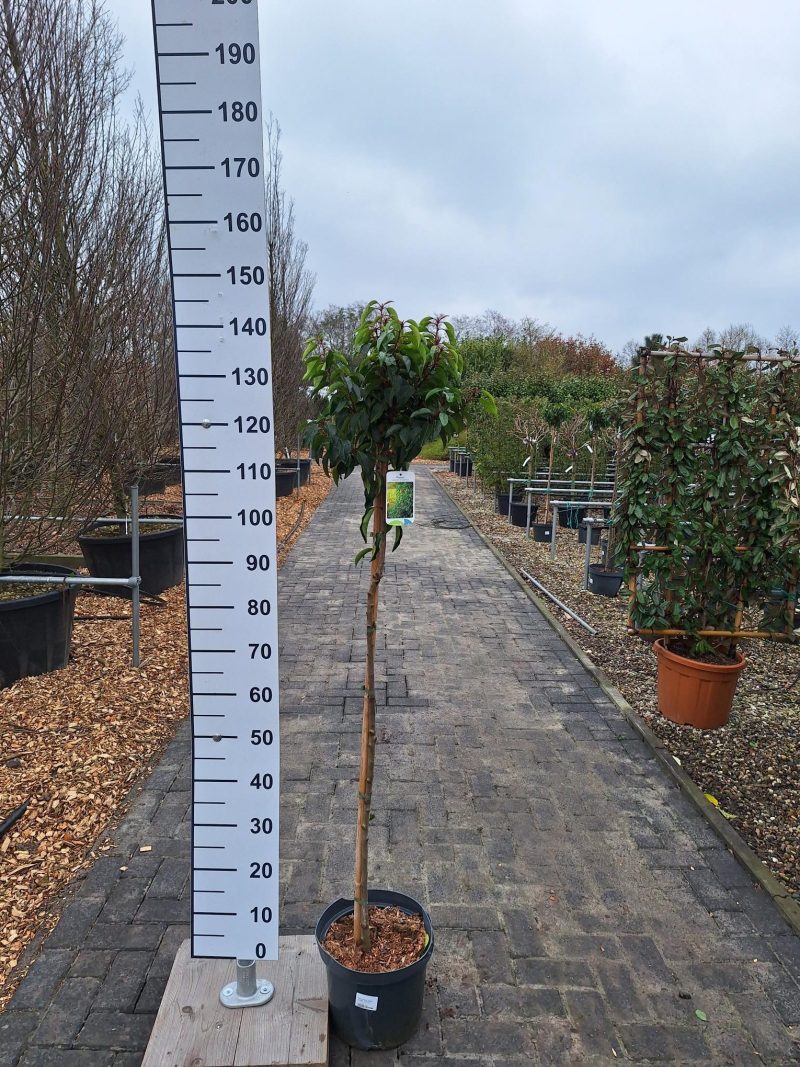 Prunus Lusitanica Angustifolia op stam