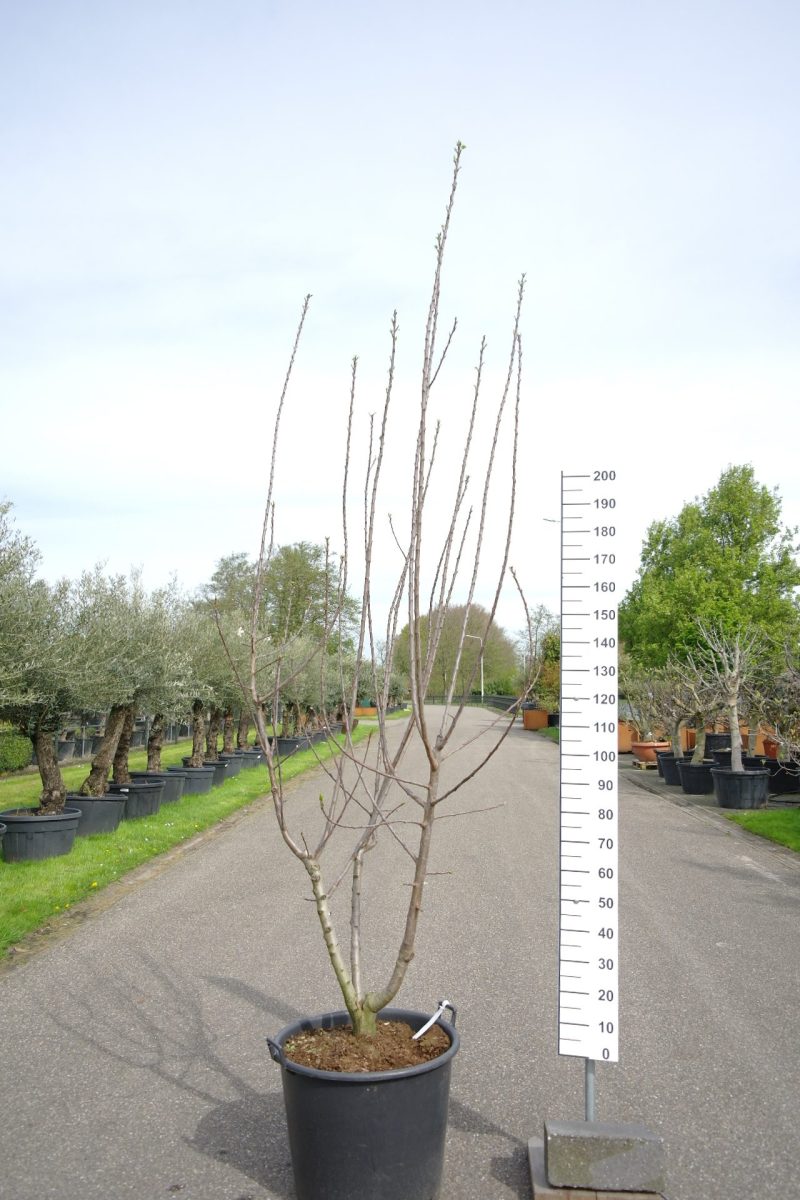 Prunus dom. 'Reine Claude d'oullins' multistam