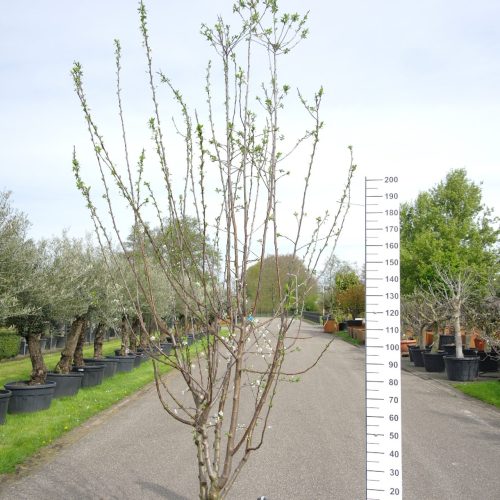 Prunus dom. Stanley multistam