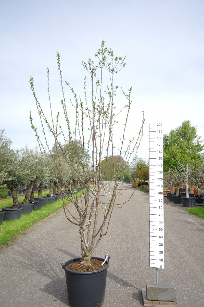 Prunus dom. Stanley multistam