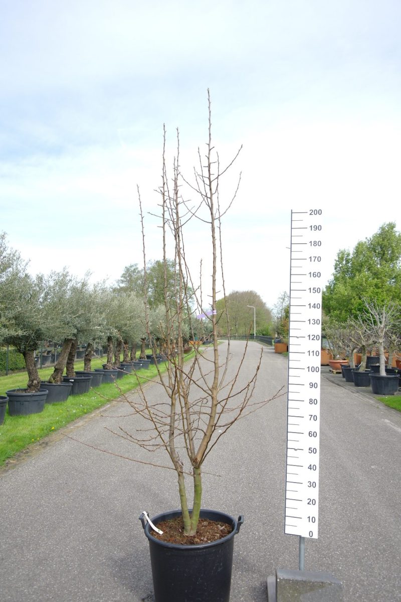 Pyrus communis 'Beurre Hardy' multistam perenboom