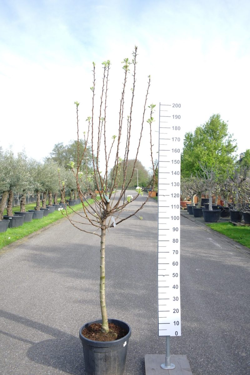 Pyrus communis 'Conference' perenboom
