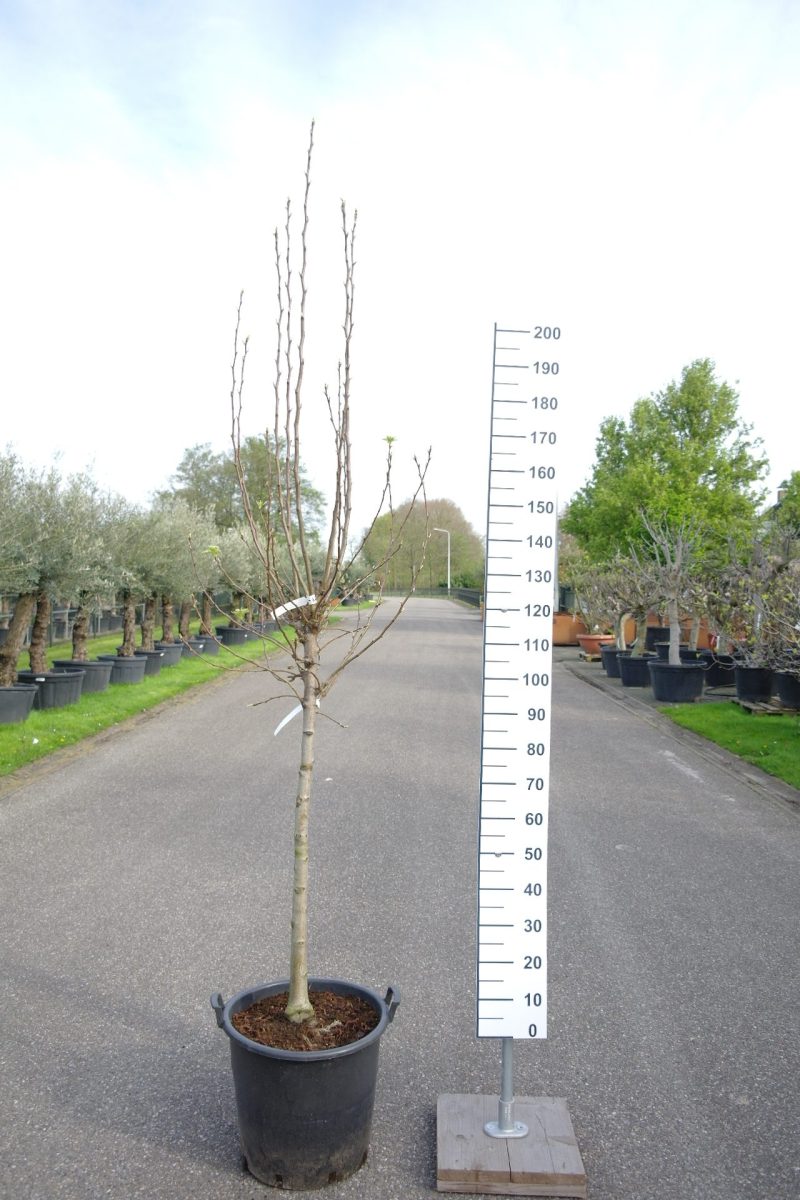 Pyrus communis 'Doyenne du Comice' perenboom