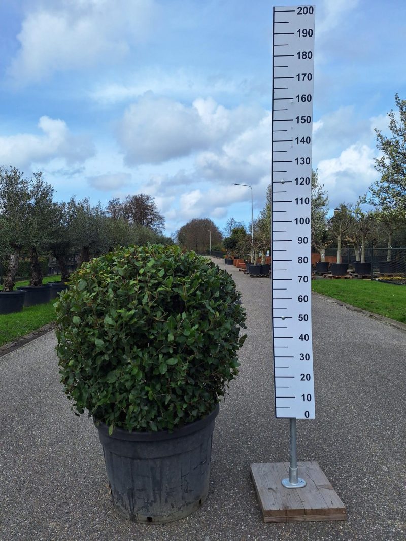 Quercus ilex