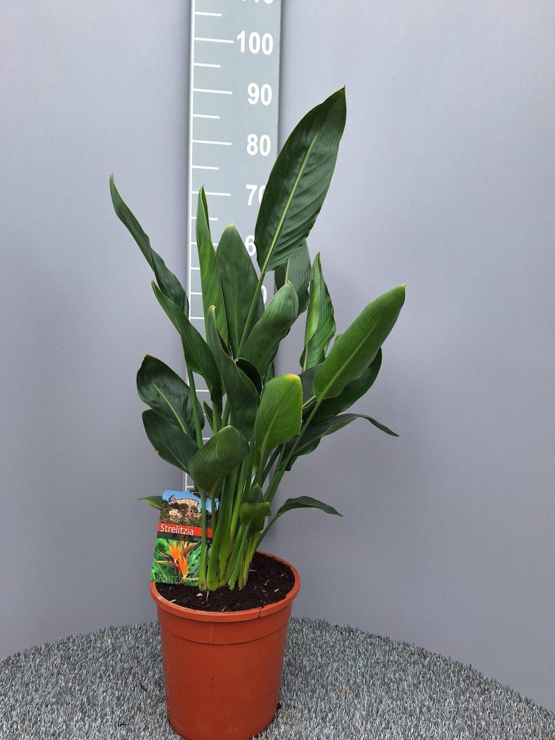 Strelzia Reginae - Paradijsvogelbloem