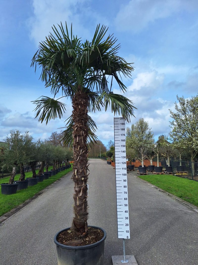 Palmboom Trachycarpus Fortunei (stam 230)